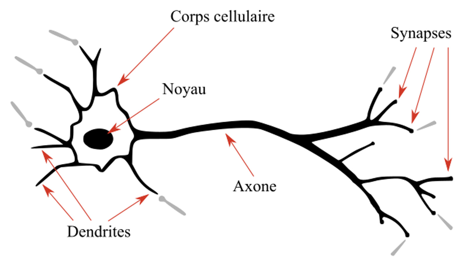 neuron.jpg